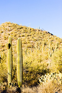 美国亚利桑那州萨瓜罗国家公园植物植物群肉质植物学植被旅行外观沙漠风景世界图片
