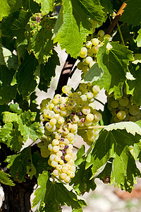 法国省Jarnac白葡萄植物群酒业农业植物收成藤蔓栽培植被水果葡萄园图片
