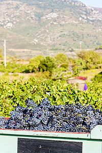 法国名称  Fitou  的葡萄收获藤蔓水果收成栽培葡萄园葡萄酒业农业外观图片