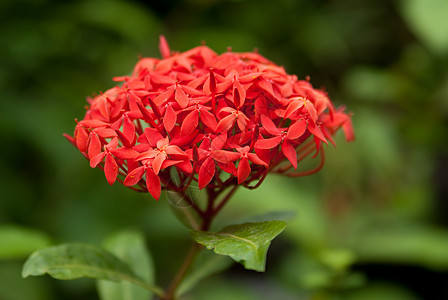 花园中的夏红花图片