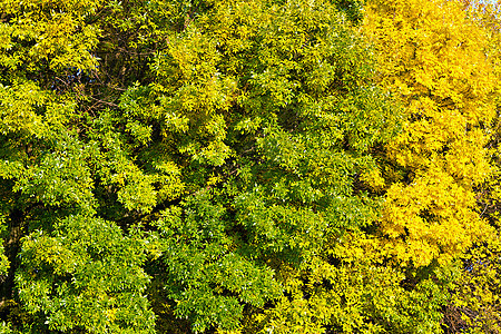 黄色秋树叶背景背景金子季节场景天空衬套阳光公园蓝色太阳墙纸背景图片