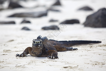 加拉帕戈斯海洋Iguana生物反射情调动物海岸岩石爬虫海滩野生动物异国图片