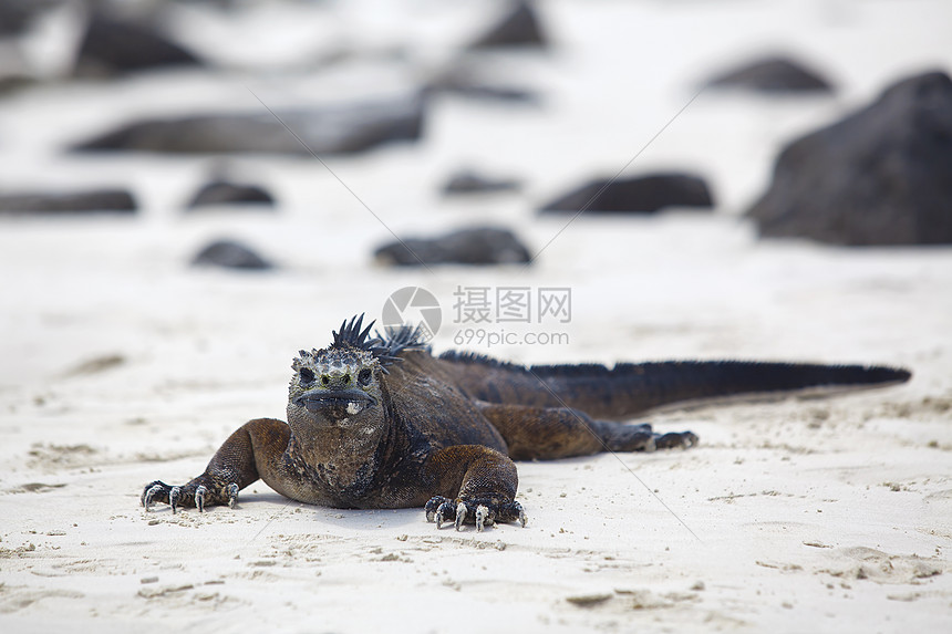 加拉帕戈斯海洋Iguana生物反射情调动物海岸岩石爬虫海滩野生动物异国图片