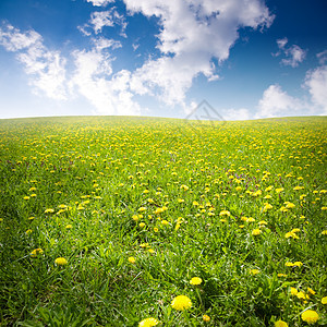 夏季夏天场地环境天空生活黄色太阳植物草地地平线生态图片