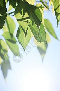 树叶水平森林蓝色木头绿色植物环境生长阳光图片