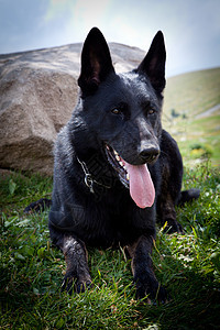 德国黑人牧羊人血统小狗犬类耳朵动物舌头生物白色石头宠物图片