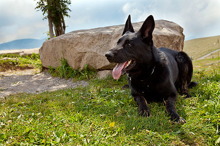 德国黑人牧羊人舌头石头哺乳动物犬类小狗宠物耳朵生物白色血统图片