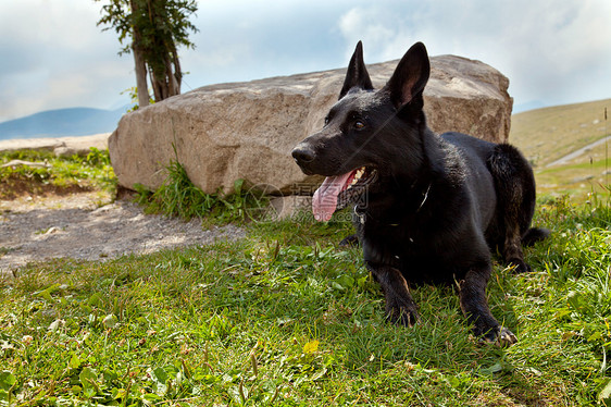 德国黑人牧羊人舌头石头哺乳动物犬类小狗宠物耳朵生物白色血统图片