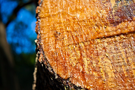 收缩特写 R液体跑步森林树干琥珀色宏观高度木头反射树脂图片