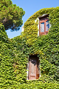 被常春藤覆盖的城堡历史性财产奢华花园住宅窗户石头入口叶子公园图片