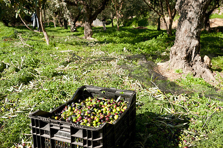 橄榄箱橄榄树农业树林收成场地生产草地种植园水果种子图片