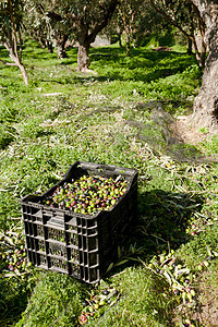 橄榄箱种子种植园草地场地采摘水果生产橄榄树树林盒子图片