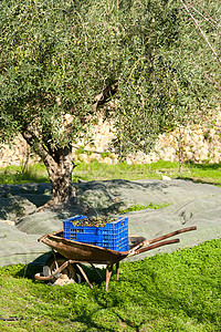 传统的橄榄传统收获水果种植园树林收成独轮车草地盒子采摘场地农业图片