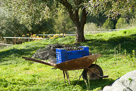 传统的橄榄传统收获橄榄树独轮车草地采摘收成水果种子场地树林盒子图片