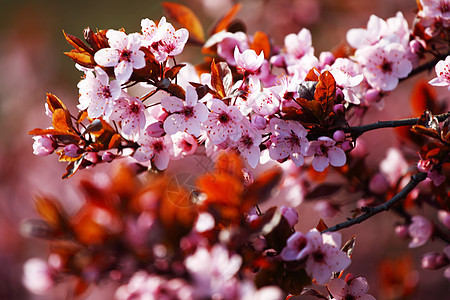 粉红沙库拉日光枝条正方形平衡宏观花园植物季节花瓣生态图片