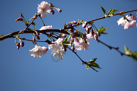 粉红沙库拉枝条草地正方形花瓣生育力平衡公园晴天植物花园图片