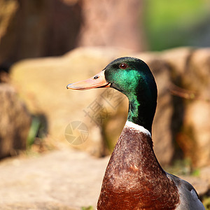鸭子小鸭子反射家禽婴儿野生动物池塘农场男性游泳蓝色图片