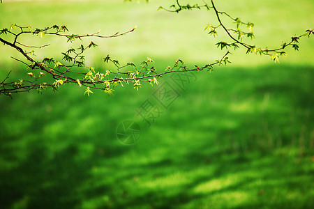 分支机构坚果松树叶子场景丛林日落蕨类公园环境光束图片
