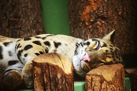 老虎鼻子岩石动物野生动物生物危险猫科动物毛皮头发条纹图片