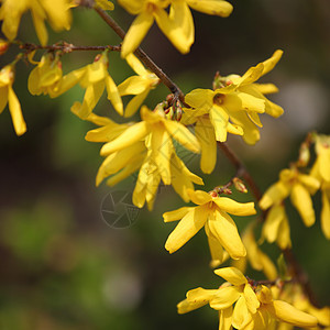 黄黄色花朵美丽灌木植物群晴天圆圈花园种子植物学树叶花粉图片