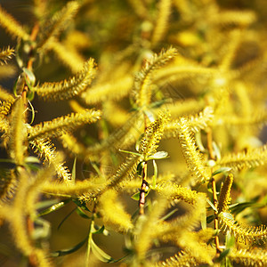 黄黄色花朵园艺灌木树叶圆圈花园荆棘晴天植物花瓣花粉图片