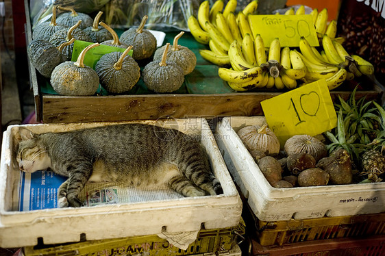 猫类小猫动物宠物棕色食物城市睡眠价格睡觉混种图片