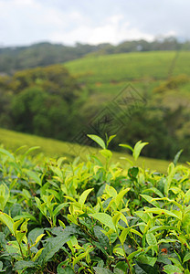 茶叶种植园衬套风景农业宏观绿色森林饮料生长下雨文化图片