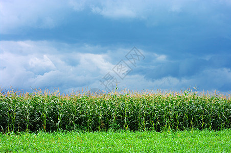 在蓝天上的玉米田中种子农田绿色叶子乡村土地环境天气生长场景图片