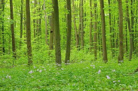 绿林途径晴天射线叶子环境公园森林荒野美丽小路图片