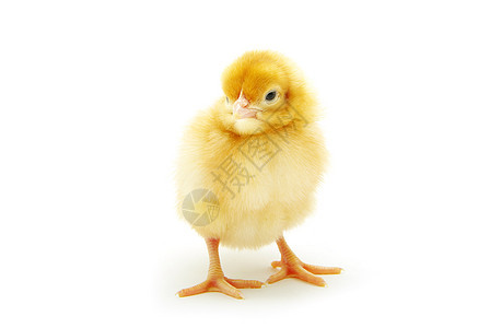 鸡羽毛柔软度动物工作室生长家畜黄色毛皮生活婴儿图片