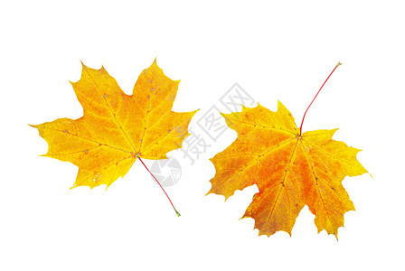 秋叶落叶季节白色树木桌面橙子叶子季节性纹理黄色图片