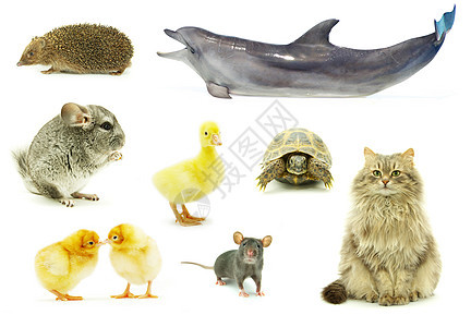 动物刺猬老鼠宠物小鹅哺乳动物图片