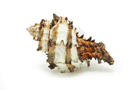 贝壳扇贝海洋装饰品生态纪念品静物软体动物生活背景图片