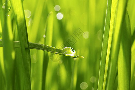 草地上滴水生长植物雨滴绿色液体花园草本植物树叶宏观图片