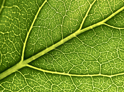 树叶背景植物群线条生活生态绿色植物脉络生长宏观叶子图片