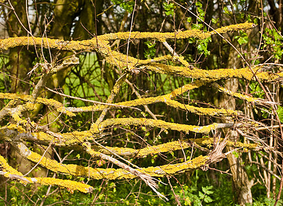 清公园绿色黄色苔藓植物群棕色野生动物叶子地衣树干图片