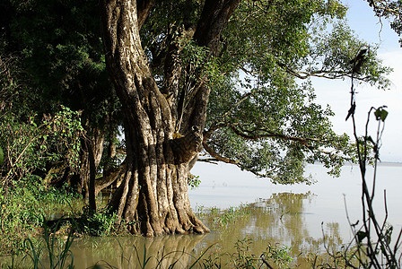 埃塞俄比亚的树木图片