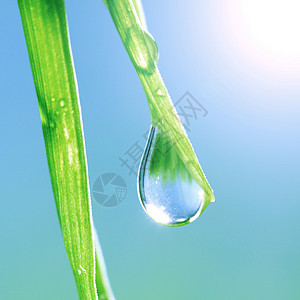 闪光水滴刀刃雨滴液体背景环境太阳生长草地叶子草本植物图片