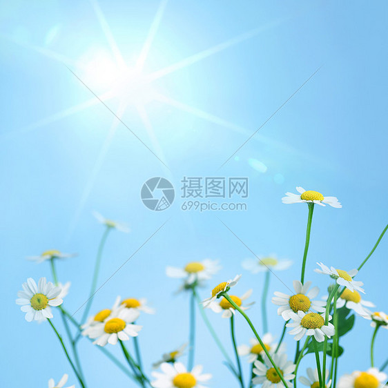 谢米米尔植物群洋甘菊菊花投标宏观卡片绿色草地蓝色白色图片