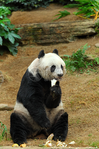 熊猫白色竹子黑色荒野中心动物园濒危野生动物配种保护图片