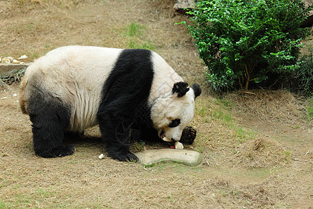 熊猫竹子荒野保护动物园白色濒危绿色中心野生动物黑色图片