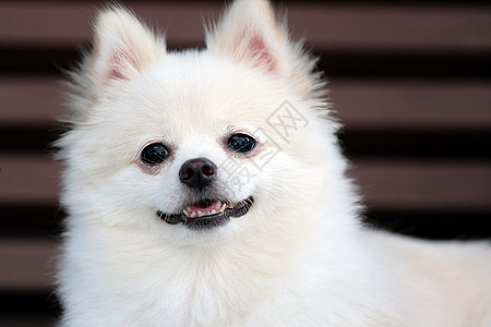 白罗马狗快乐草地动物小狗微笑幸福季节眼睛宠物朋友图片