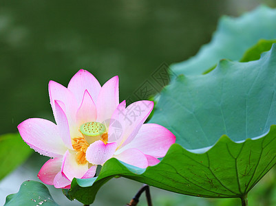 粉色莲花叶子莲花状植物花瓣天空异国软垫百合蓝色花园图片