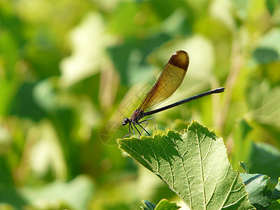 Calopteryx 切交器动物女性男性宏观昆虫摄影蓝色微距蜻蜓野生动物图片