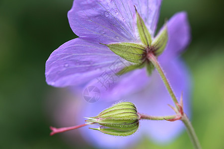 花紫花和花盆芽图片
