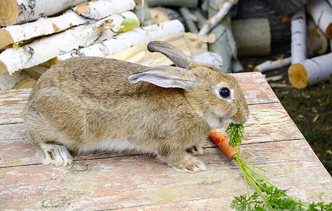 布朗熊可妮兔兔子吃胡萝卜野兔座位冠军哺乳动物动物背景