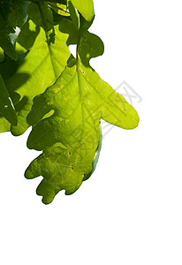 橡树叶叶宏观树叶环境树木生长分支机构横梁植物学叶子绿色图片