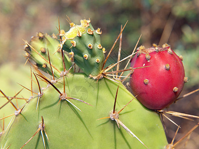 Opuntia 仙人掌多刺叶子荆棘脊柱水果红色绿色生长图片