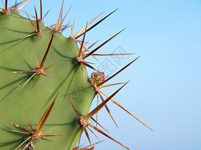 Opuntia 仙人掌绿色叶子生长荆棘胭脂红天空多刺脊柱植物图片