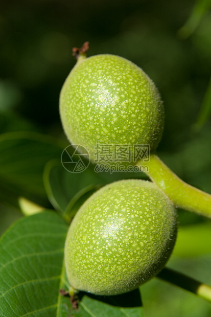 绿色胡桃宏观水果食物坚果树叶野菜核桃脆皮生长图片